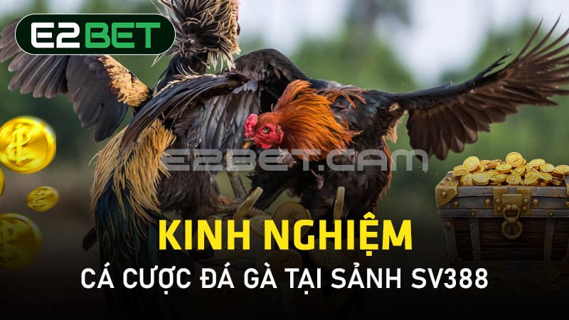 Kinh nghiệm cá cược đá gà tại sảnh SV388